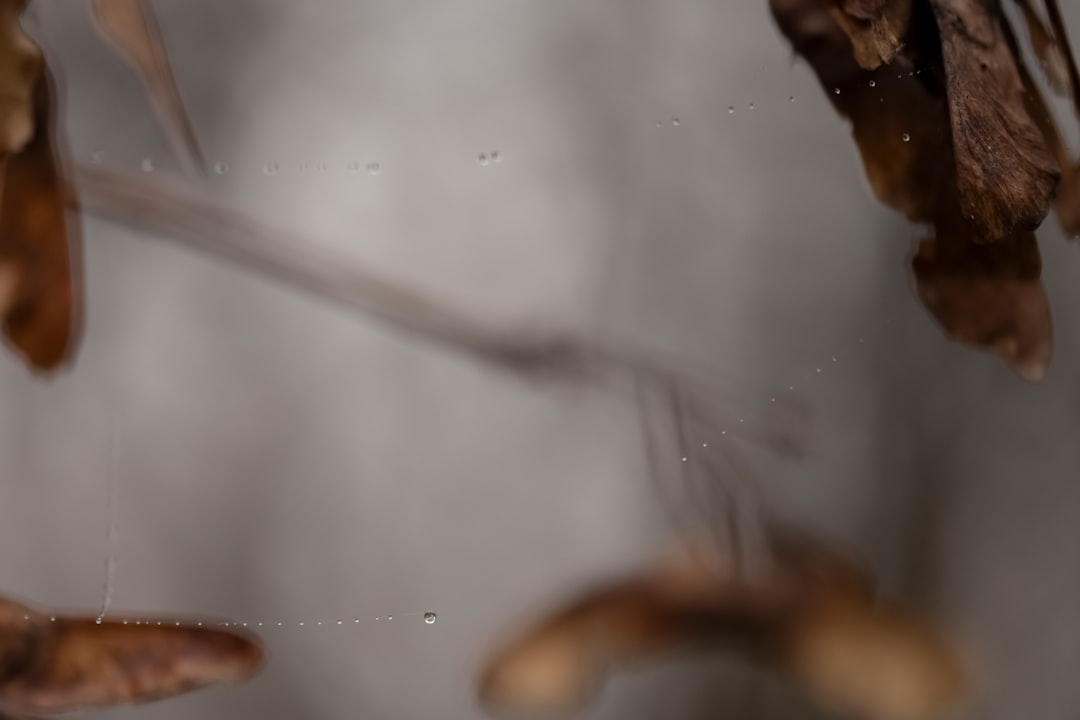 Photo divorț amiabil